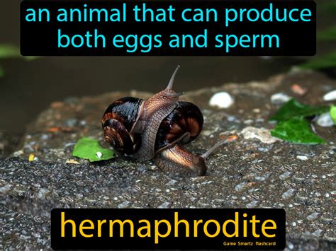 pornos hermaphrodites|Hermaphrodite Porn Videos .